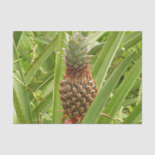 Tropische Früchte der Ananas in der Natur Seidenpapier