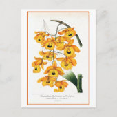 Tropische Gelborchidee Postkarte (Vorderseite)