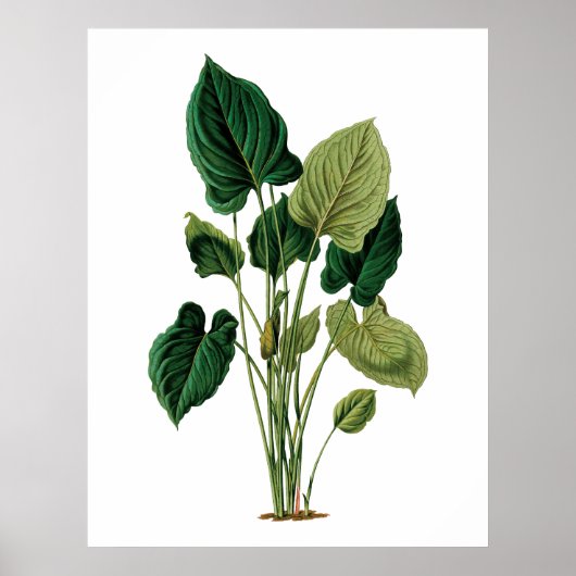 Tropische große Blätter botanische Druckphilodendr Poster (Vorne)