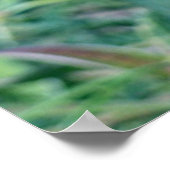 TROPISCHE HELIKONIA POSTER (Ecke)