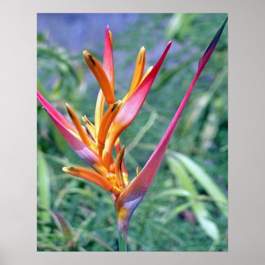TROPISCHE HELIKONIA POSTER (Vorne)