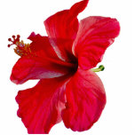 Tropische Hibiskus-Blume Freistehende Fotoskulptur<br><div class="desc">Ein heller roter Hibiskus,  der in Hawaii blüht,  macht eine bunte tropische Blumenacrylskulptur</div>