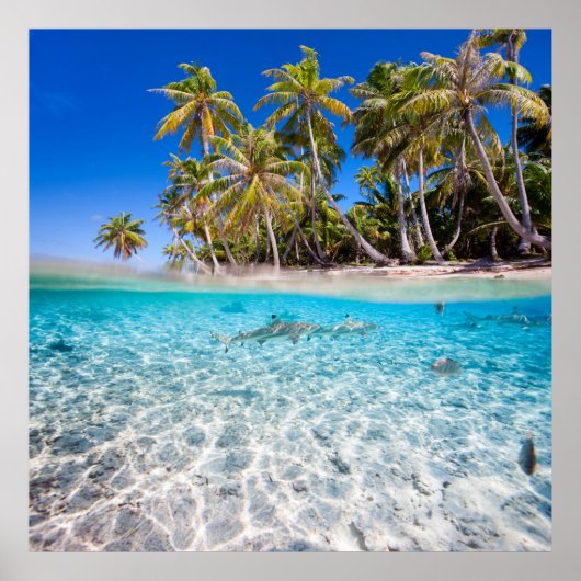 Tropische Insel unter und über Wasser Poster (Vorne)