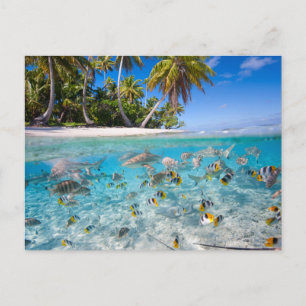 Tropische Insel unter und über Wasser Postkarte