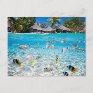 Tropische Insel unter und über Wasser Postkarte
