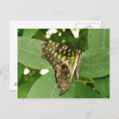 Tropische Iridescent Green Butterfly Postkarte (Vorne/Hinten)