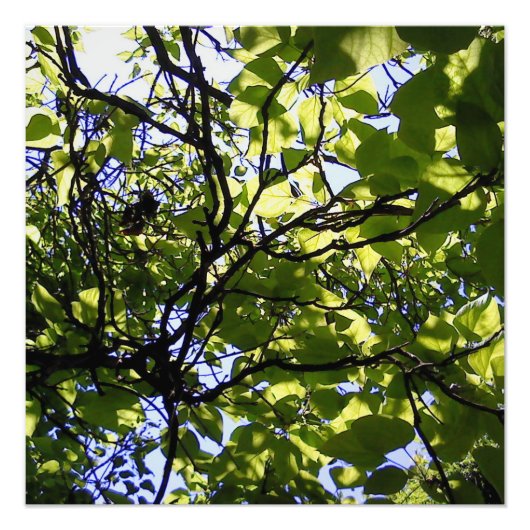 Tropische Katalpa-Bäume Fotodruck (Vorne)