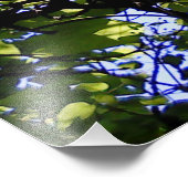 Tropische Katalpa-Bäume Fotodruck (Ecke)