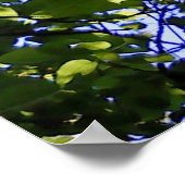 Tropische Katalpa-Bäume Poster (Ecke)