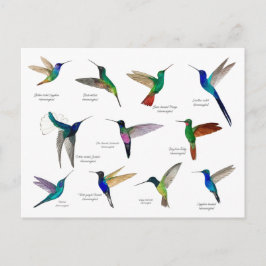 Tropische Kolibris  Postkarte