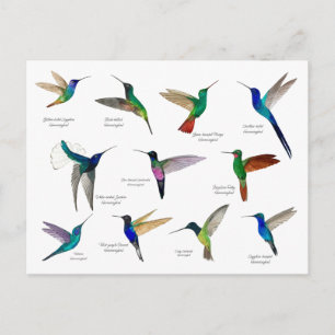 Tropische Kolibris  Postkarte