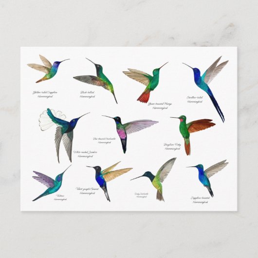 Tropische Kolibris  Postkarte (Vorderseite)