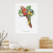 Tropische Macaws Poster (Küche)