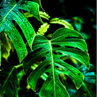 Tropische Monstera Glow – Dschungelblatt-Fotografi Geschirrtuch