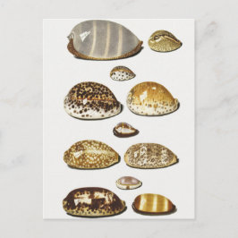 Tropische Muscheln von Johann Gustav Hoch Postkarte