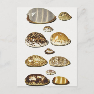 Tropische Muscheln von Johann Gustav Hoch Postkarte