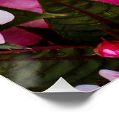 Tropische neue Guinea-Impatienten Poster (Ecke)