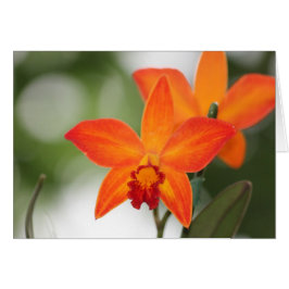 Tropische Orange Orchid Card