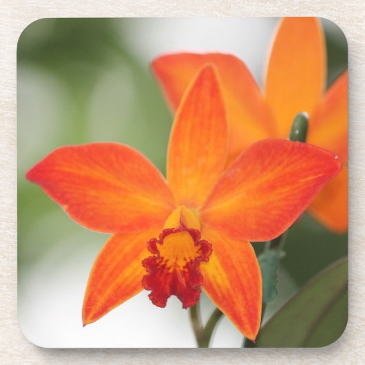 Tropische orange Orchideen-Untersetzer Getränkeuntersetzer (Vorderseite)
