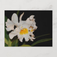 Tropische Orchideen-Blume