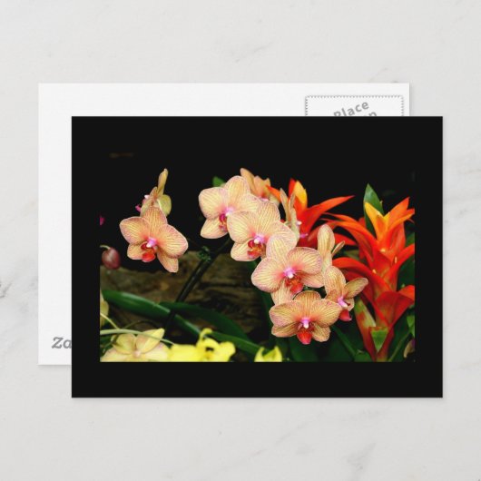 Tropische Orchideen Postkarte (Vorne/Hinten)