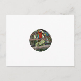 Tropische Papageien-Postkarte Postkarte
