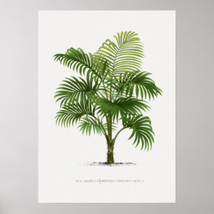 Tropische Pflanze, Abbildung Vintager Kunst ポ ス Pf Poster