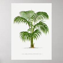 Tropische Pflanze, Pflanzenillustration Vintage-Ku