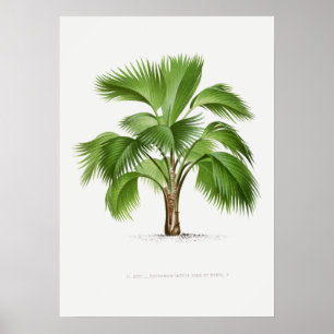 Tropische Pflanze, Pflanzenillustration Vintage-Ku Poster