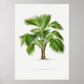 Tropische Pflanze, Pflanzenillustration Vintage-Ku Poster