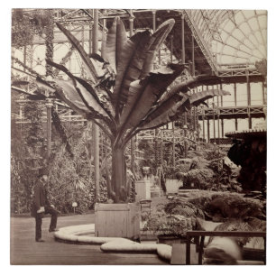 Tropische Pflanzen im ägyptischen Raum, Fliese