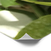 Tropische Pitcher-Pflanze Poster (Ecke)