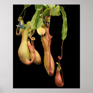 Tropische Pitcher-Pflanze und Bluebottle Poster