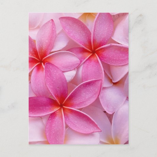TROPISCHE PLUMERIA-BLUME POSTKARTE (Vorderseite)