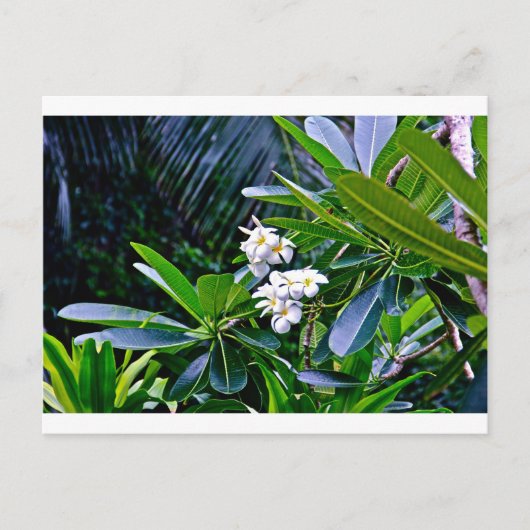 Tropische Plumeria-Blume Postkarte (Vorderseite)