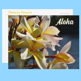 Tropische Plumeria Frangipani Blume Floral Aloha Postkarte