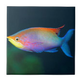 TROPISCHE REGENBOGEN-FISCH-WAND-FLIESE ODER TRIVET FLIESE (Vorderseite)
