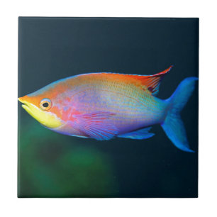 TROPISCHE REGENBOGEN-FISCH-WAND-FLIESE ODER TRIVET FLIESE