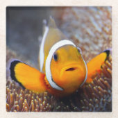 Tropische Rifffische - Clownfish Glasuntersetzer (Vorderseite)