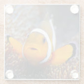 Tropische Rifffische - Clownfish Glasuntersetzer (Rückseite)