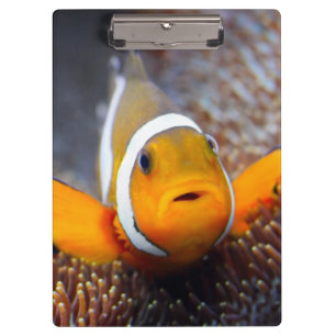 Tropische Rifffische - Clownfish Klemmbrett