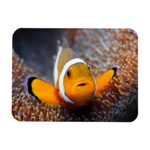 Tropische Rifffische - Clownfish Magnet