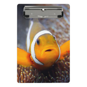Tropische Rifffische - Clownfish Mini Klemmbrett