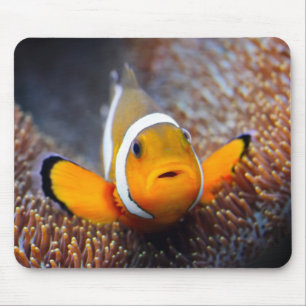 Tropische Rifffische - Clownfish Mousepad