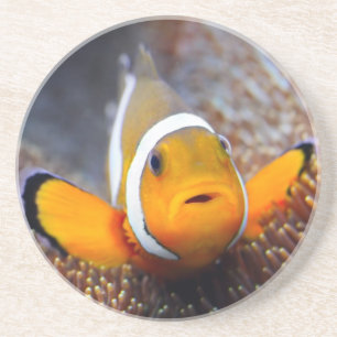 Tropische Rifffische - Clownfish Untersetzer