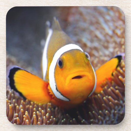 Tropische Rifffische - Clownfish Untersetzer (Vorderseite)