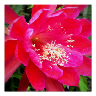 Tropische rosa Blütenfotografie Poster