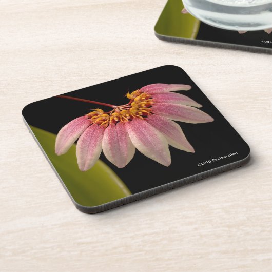 Tropische rosa Orchidee Getränkeuntersetzer (Linke Seite)