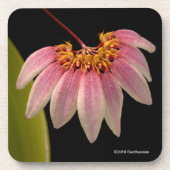 Tropische rosa Orchidee Getränkeuntersetzer (Vorderseite)