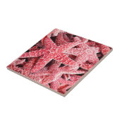 Tropische rosa Starfish Fliese (Seite)